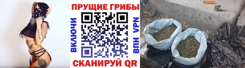 Галлюциногенные грибы Psilocybine cubensis  Людиново 
